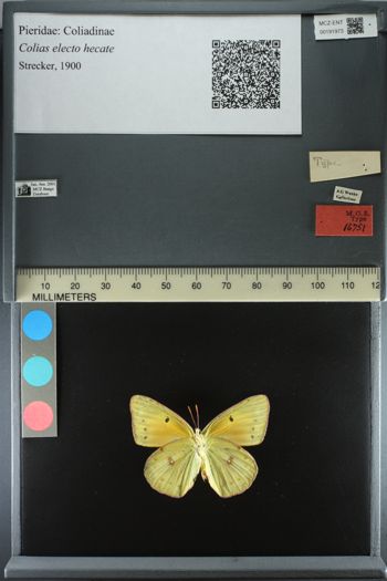 Media type: image;   Entomology 191973